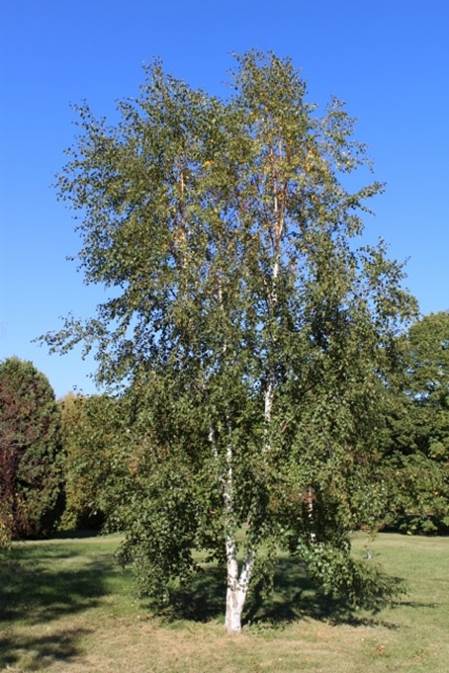Descripción: Descripción: Betula pubescens Downy Birch